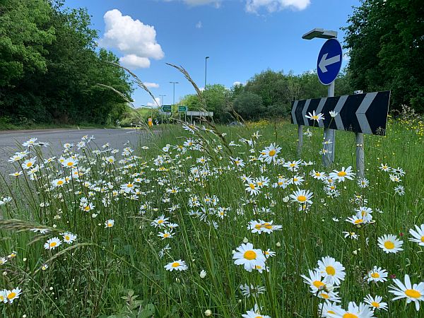 Moon Daisies along the A24 in Surrey