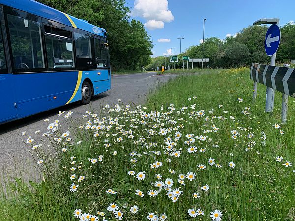 Moon Daisies along the A24 in Surrey