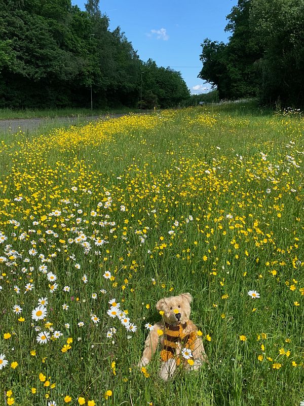 Moon Daisies along the A24 in Surrey