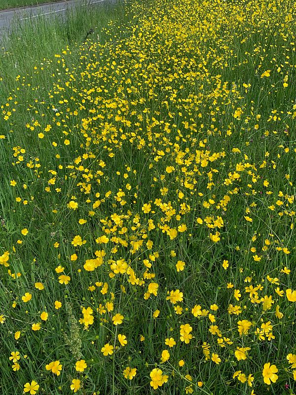 Moon Daisies along the A24 in Surrey