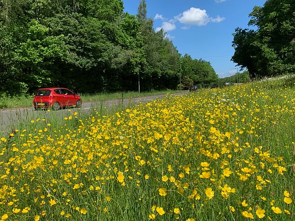 Moon Daisies along the A24 in Surrey