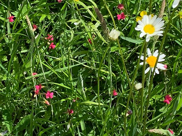 Moon Daisies along the A24 in Surrey