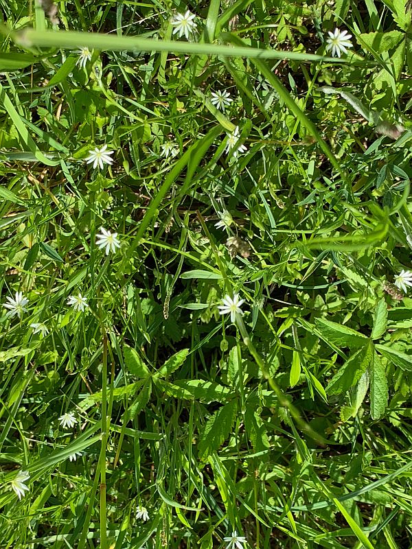 Moon Daisies along the A24 in Surrey