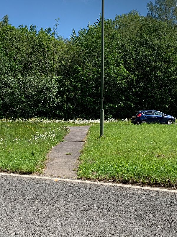 Moon Daisies along the A24 in Surrey