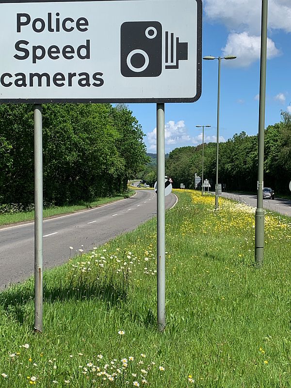 Moon Daisies along the A24 in Surrey