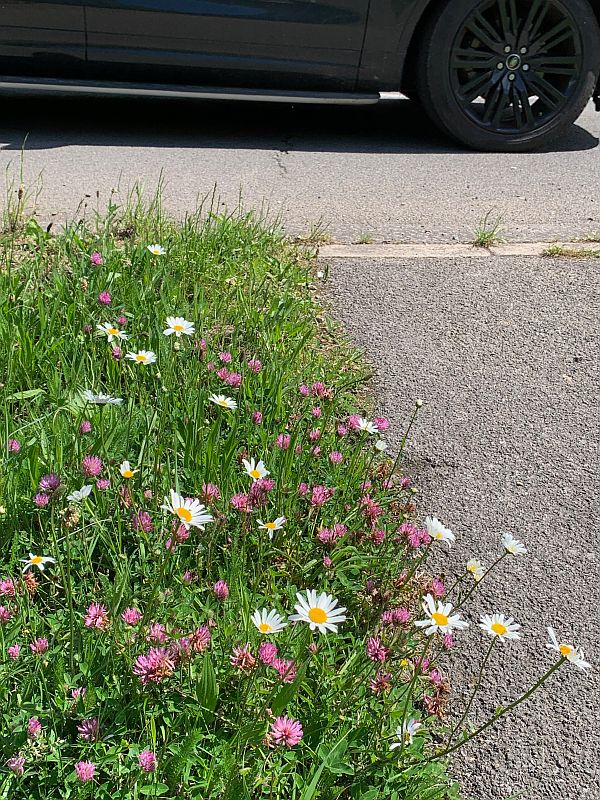 Moon Daisies along the A24 in Surrey