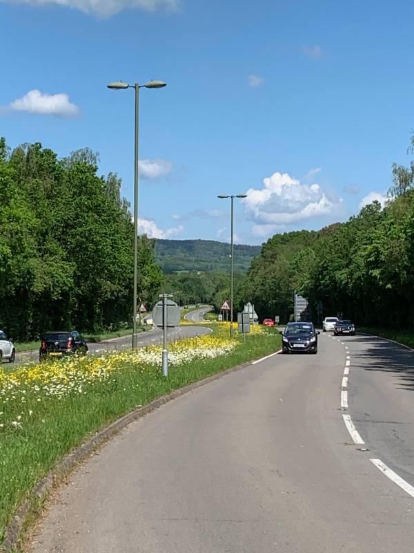 Moon Daisies along the A24 in Surrey