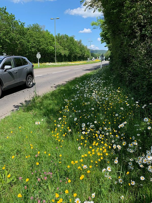 Moon Daisies along the A24 in Surrey