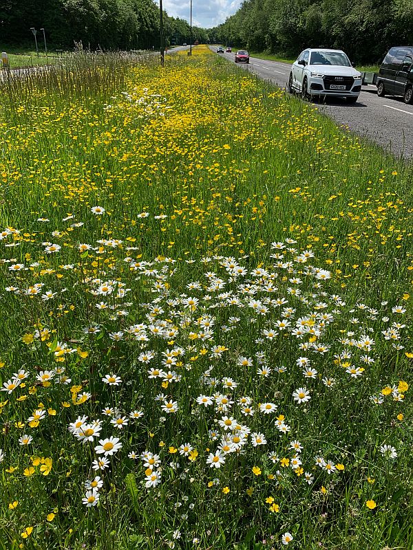 Moon Daisies along the A24 in Surrey