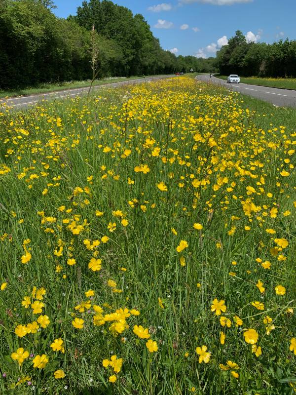 Moon Daisies along the A24 in Surrey