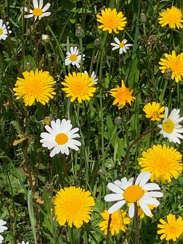 Moon Daisies along the A24 in Surrey
