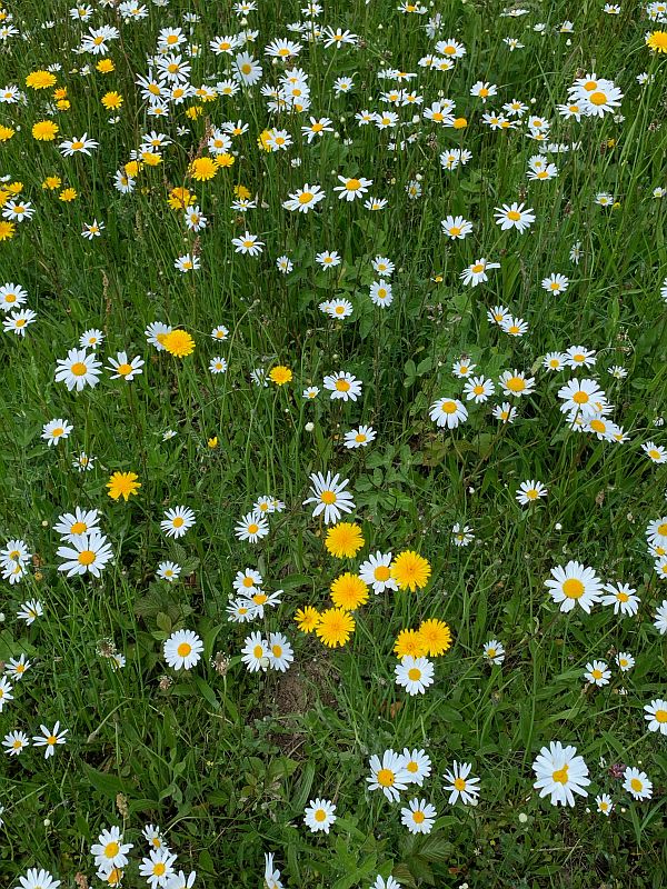 Moon Daisies along the A24 in Surrey