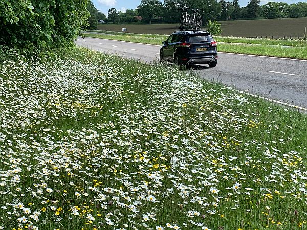 Moon Daisies along the A24 in Surrey