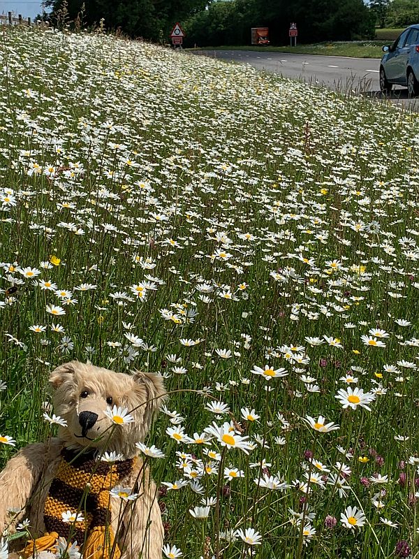 Moon Daisies along the A24 in Surrey