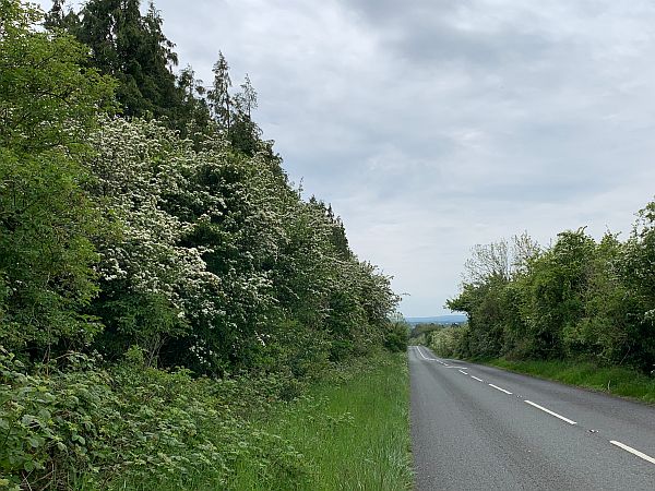 Hawthorne lined road.