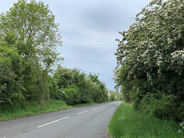 Hawthorne lined road.