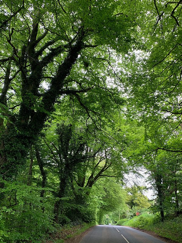 Hawthorne lined road.