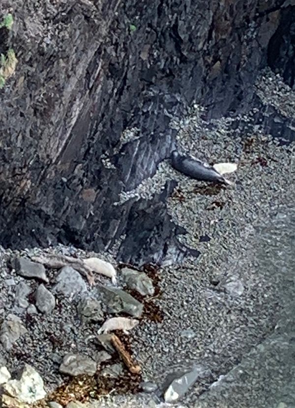 Deal pup basking on a rock.