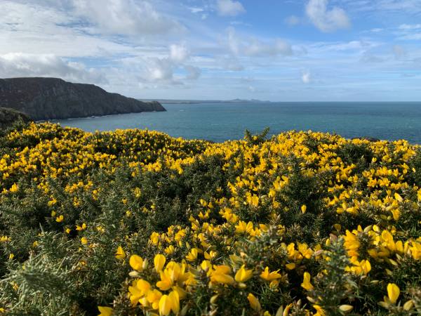 Gorse at Carn Llidi.