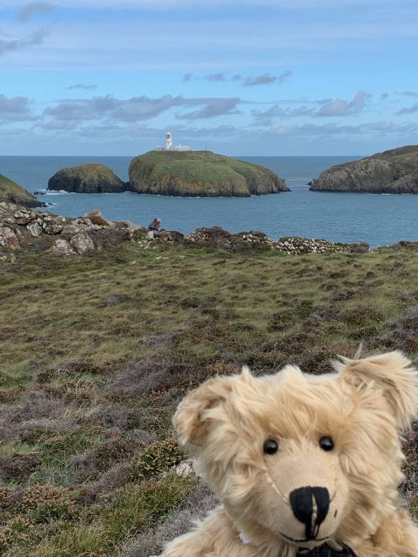 Bertie, with Strumble Head Lighthouse in the background.