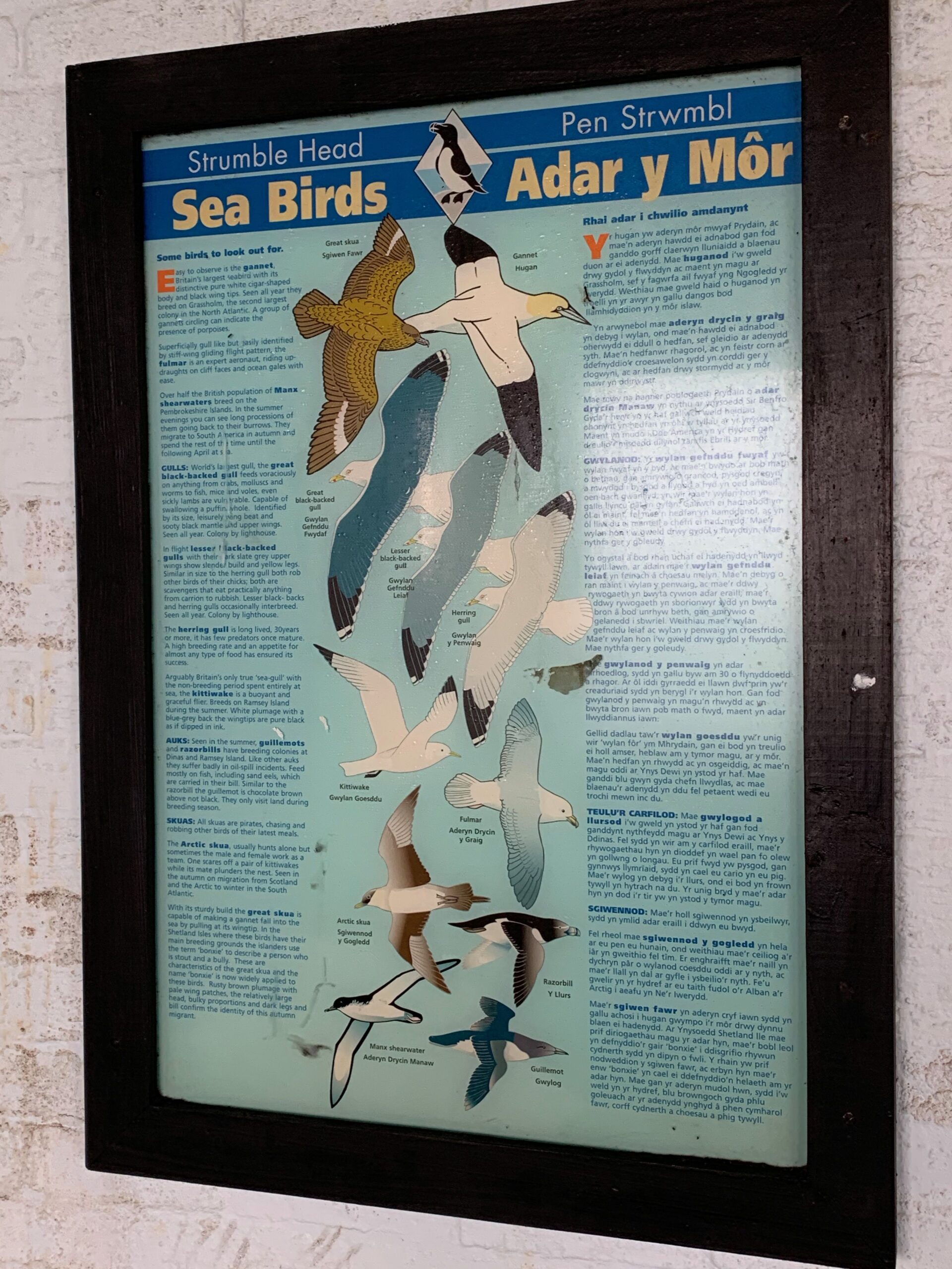 Strumble Head seabirds poster.