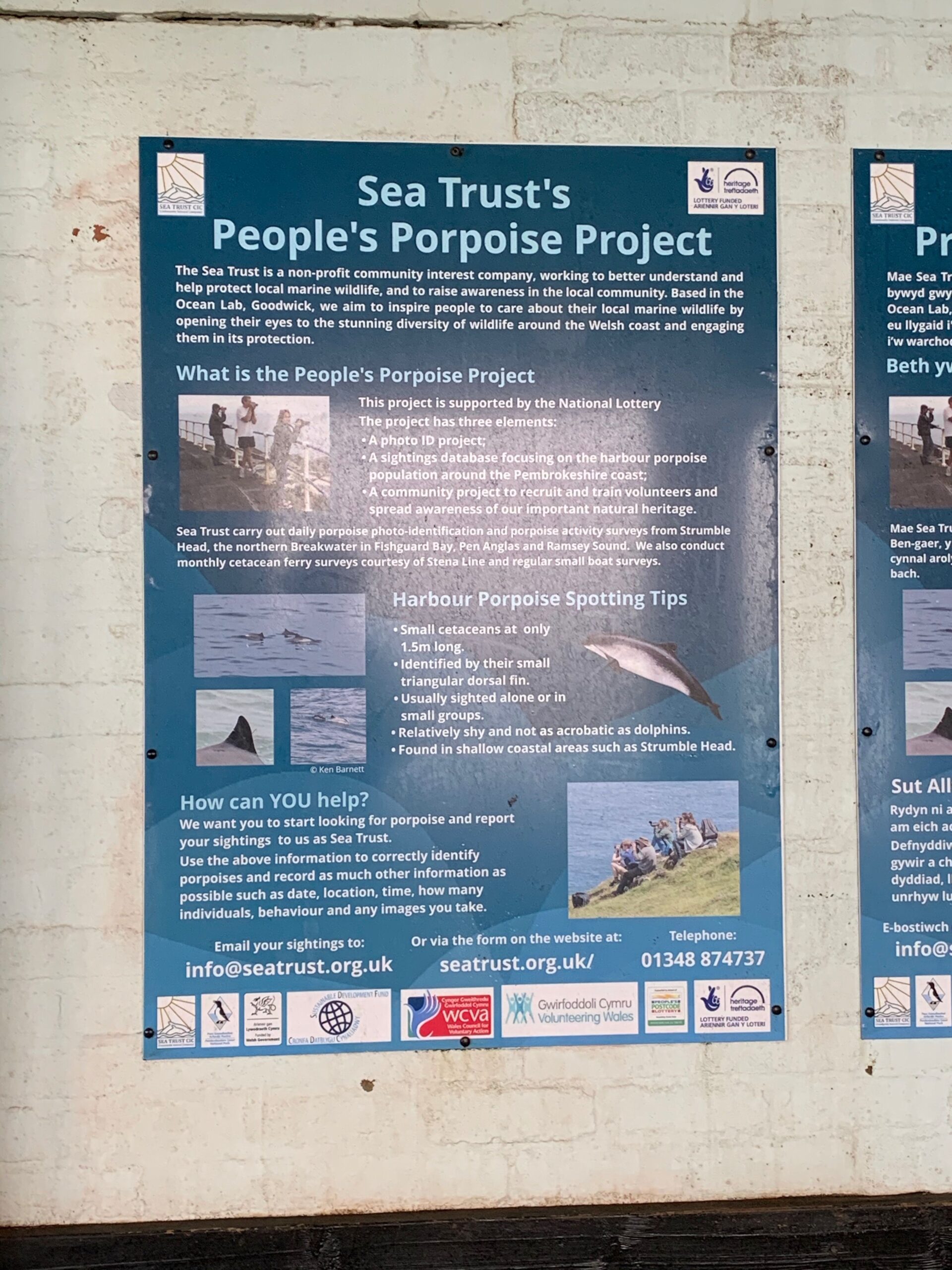 Sea Trust's People's Porpoise Project.