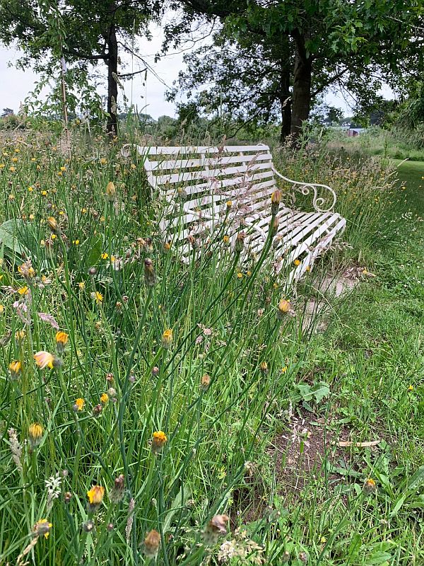 Wildflower Meadow at Wisley.