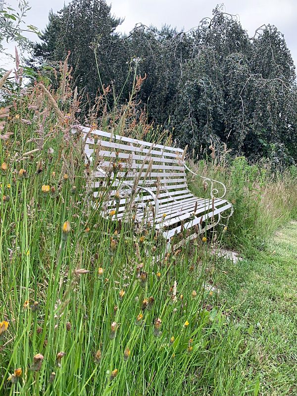 Wildflower Meadow at Wisley.