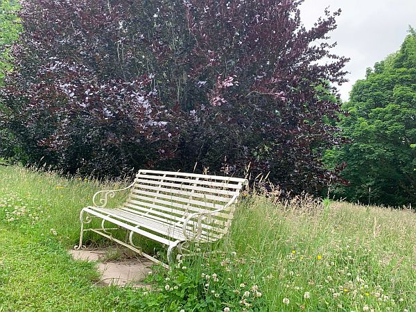 Wildflower Meadow at Wisley.