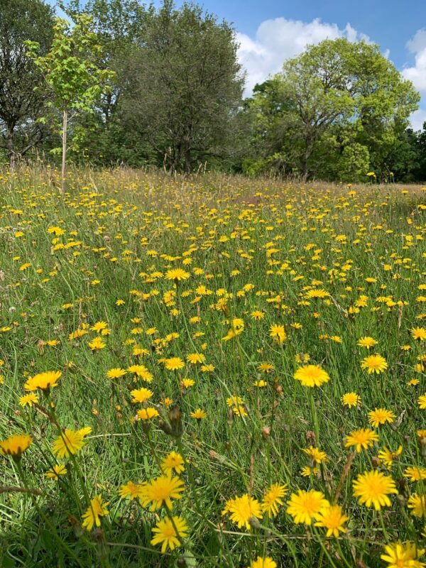 Wildflower Meadow at Wisley.