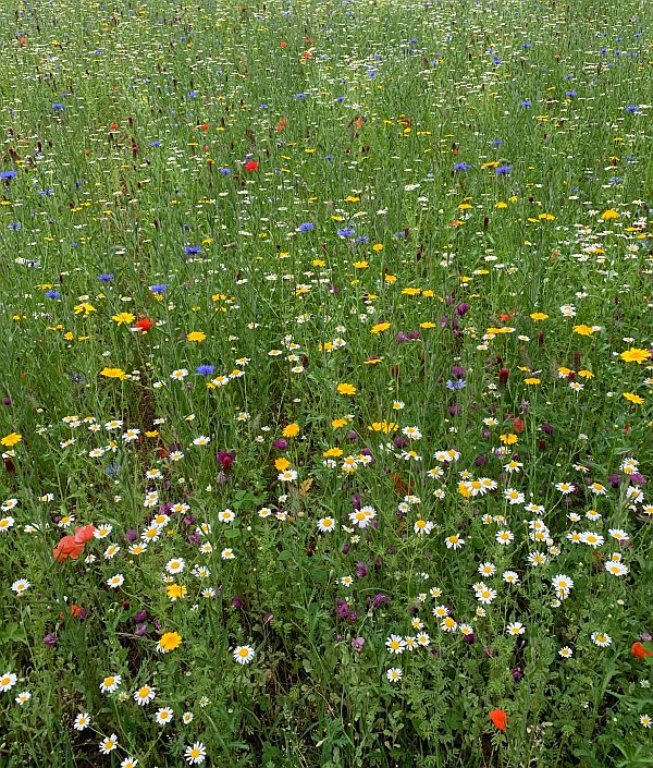 Wildflower Meadow at Wisley.