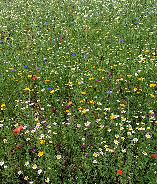 Wildflower Meadow at Wisley.