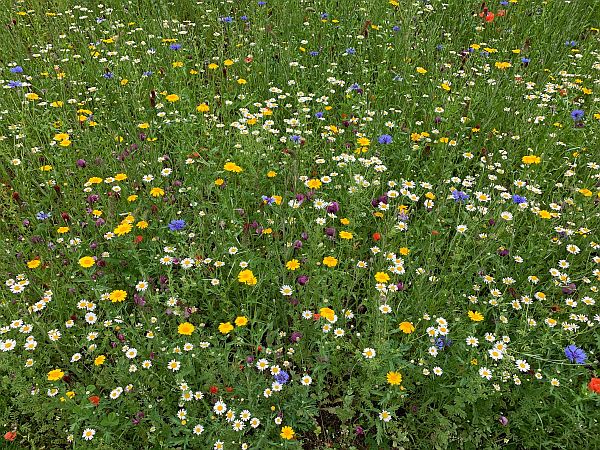 Wildflower Meadow at Wisley.