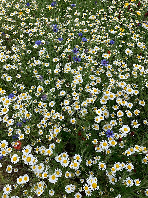 Wildflower Meadow at Wisley.