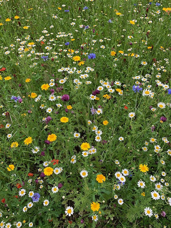 Wildflower Meadow at Wisley.