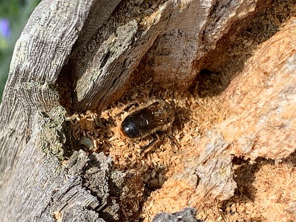 Bee making a nest in the breakwater post.