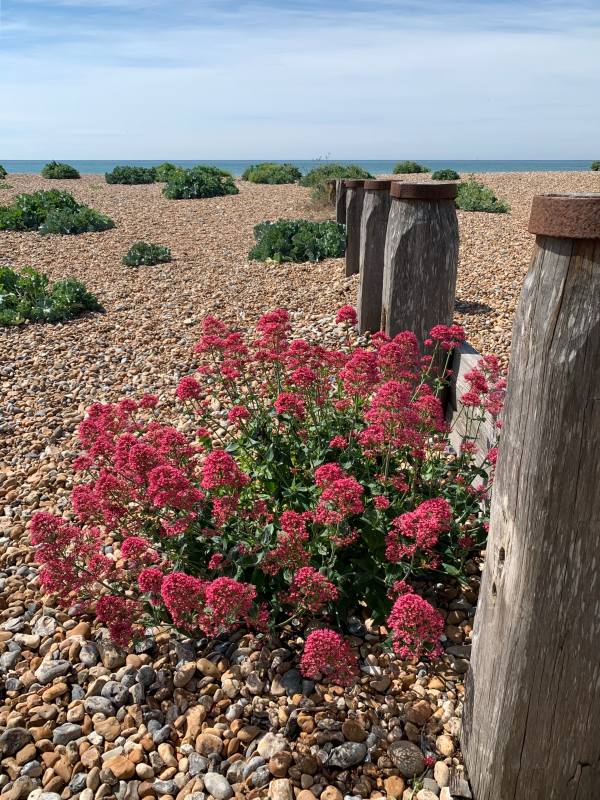 Breakwater and wildflowers, East Preston Beach.