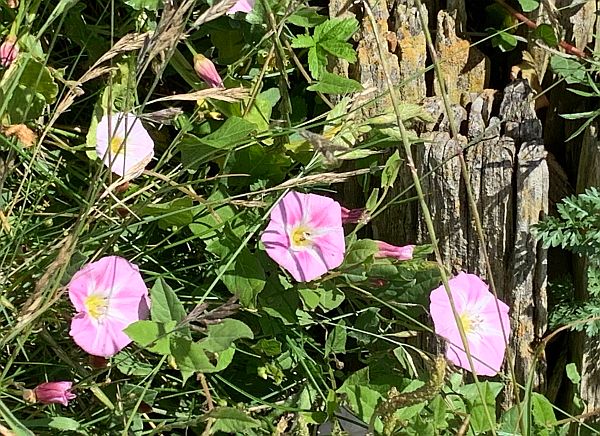 Wildflowers, East Preston Beach.