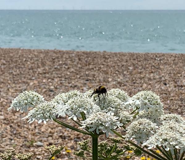 Bee on Wildflower, East Preston Beach