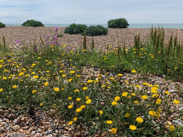 Wildflowers, East Preston Beach.