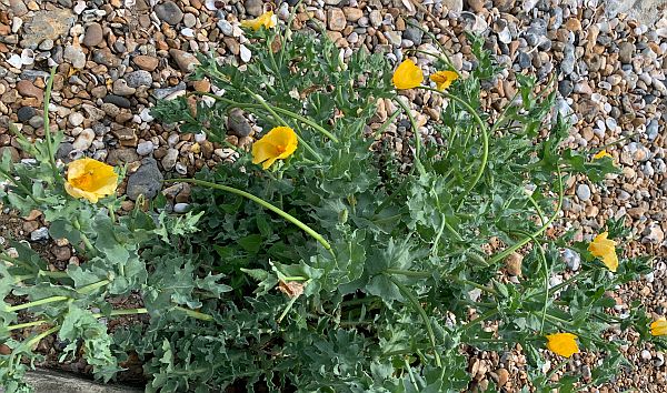 Wildflowers, East Preston Beach.