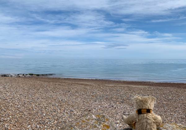 Bertie on East Preston Beach looking out to sea.