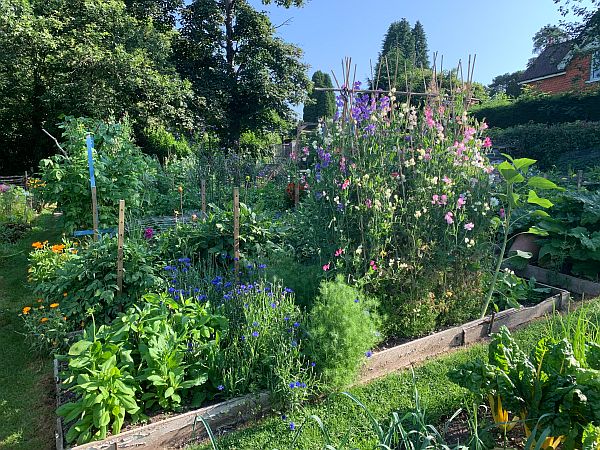 Just 4 feet wide by 14 feet long. From left to right, Rudbeckia, Cornflowers, Nigella, Sweet Peas, a self-sown Sunflower and more Rudbeckias.