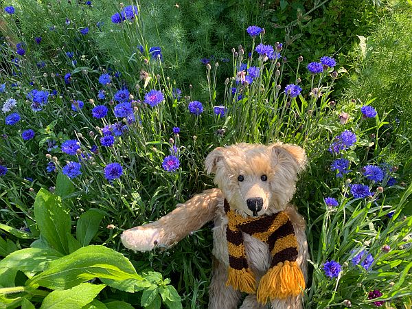 Bertie sat amongst the Cornflowers and Nigella.