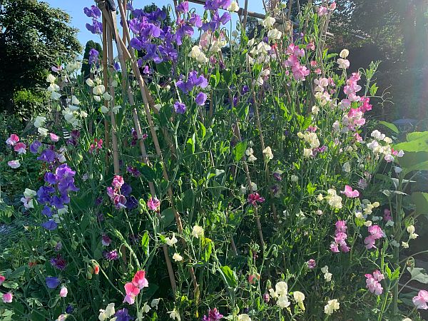 Sweet Peas.