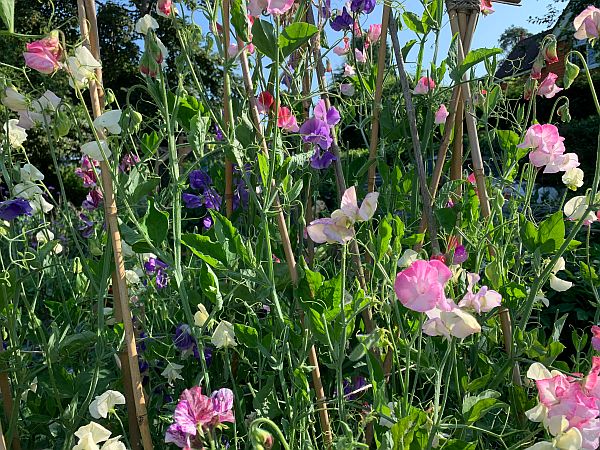 Sweet Peas.