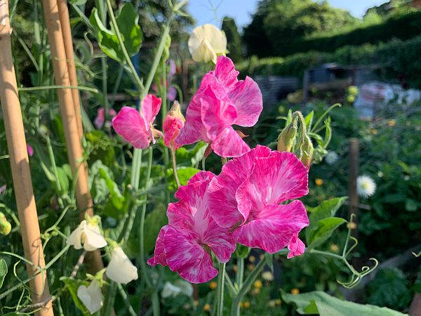 Sweet Peas.