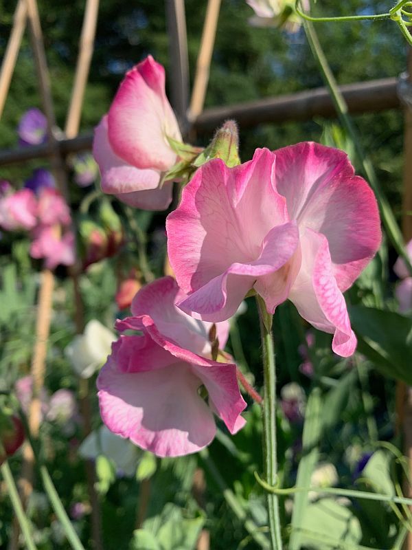 Sweet Peas.