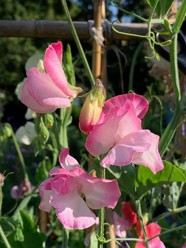 Sweet Peas.