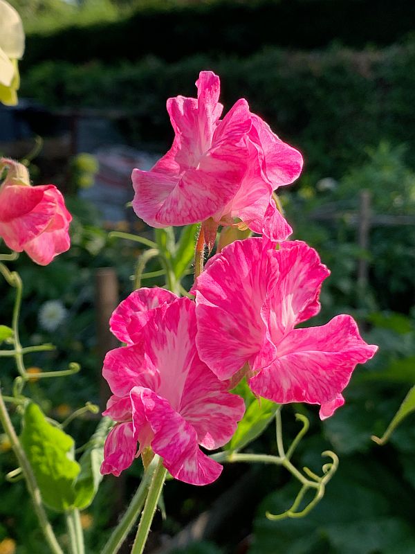 Sweet Peas.